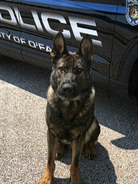 K9 Bear