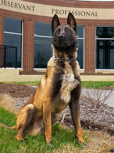 K9 Loki