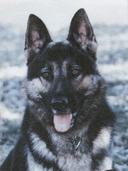 K9 Ordi