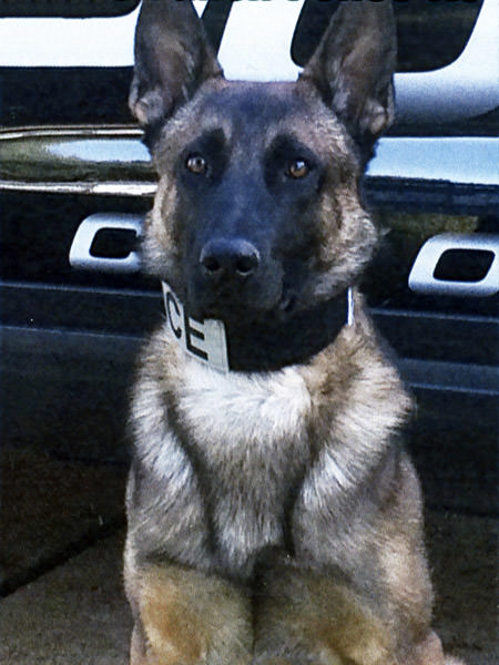 K9 Vegas