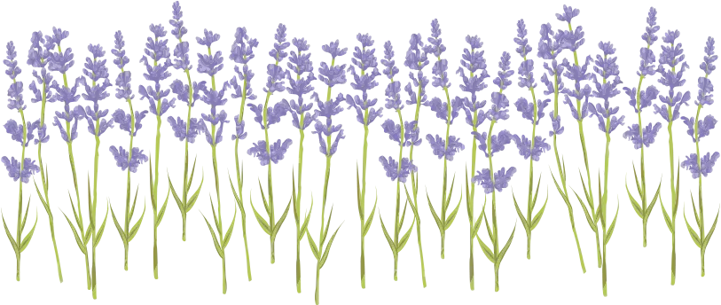 lavender flower field