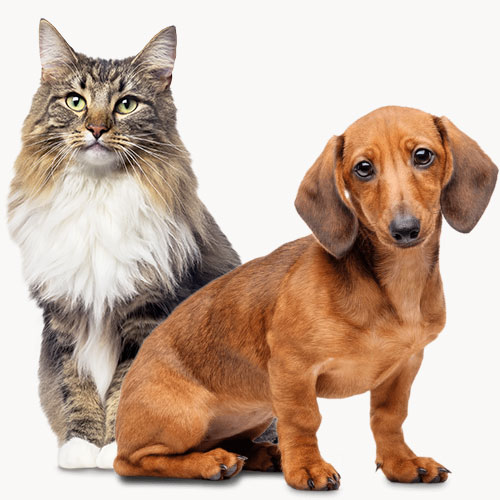 Dachshund and cat