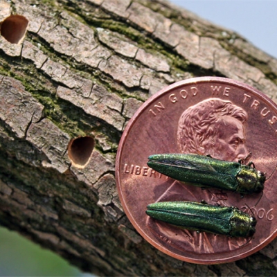 Emerald Ash Borer on top of a copper penny for size comparison