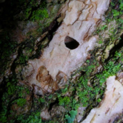 Emerald Ash Borers leave a very distinct hole in a trees' trunk; note the half circle shape.