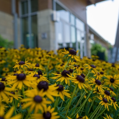 Black-eyed Susan's at O'Day Lodge